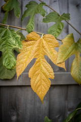 Obraz premium Golden Leaf