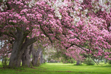 Pink and white flowering trees