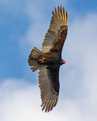 Turkey vulture circling