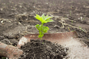 Green sprout in the ground