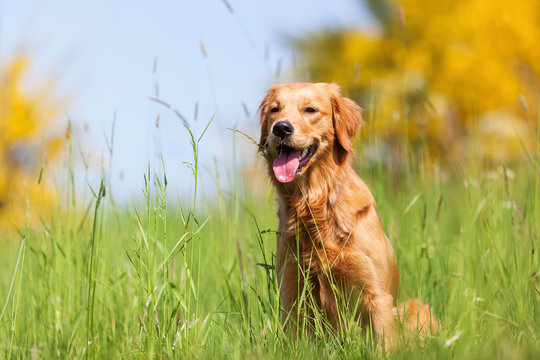 portrait of a golden retriever in a meadow