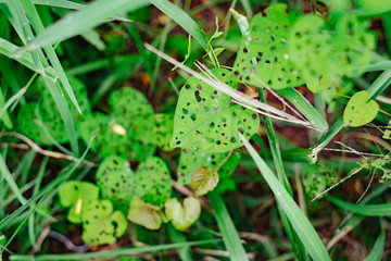 Green heart shape leaf with many holes on the grasses