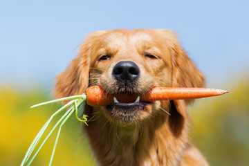 young golden retriever with a carrot