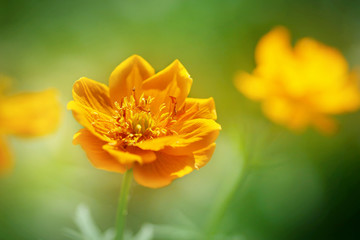 Beautiful bright orange flower in the summer forest