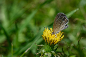 Fototapeta na wymiar Gray butterfly sitting on a dandelion
