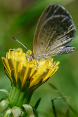 Gray butterfly sitting on a dandelion