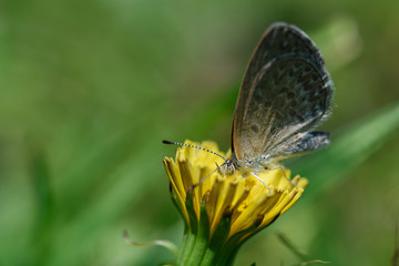 Gray butterfly sitting on a dandelion