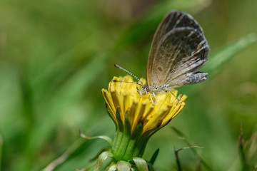 Gray butterfly sitting on a dandelion