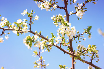 Blossoming tree branch on blue sky background