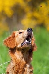 golden retriever snatches for a treat