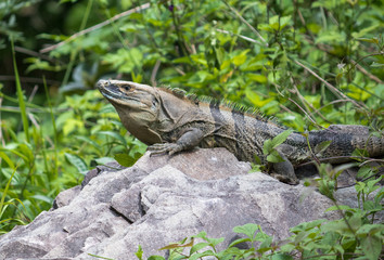 Iguana