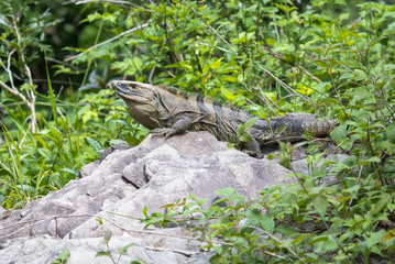 Iguana