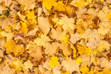 Yellow Maple Leaves