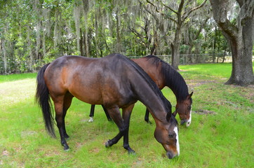Fototapeta premium Two Quarter Horse Grazing in Pasture