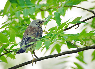 Thrush sitting among green leaves on a tree branch in the forest