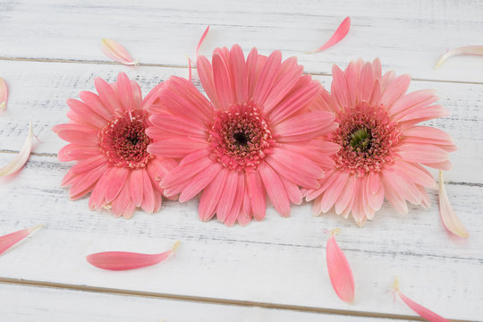 Three pink Gebera flowers and petals on white wood background 