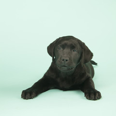 Chocolate Labrador puppy on green background