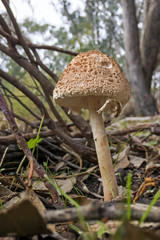 Towering Toadstools