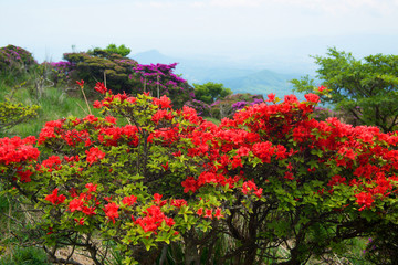 鶴見岳のミヤマキリシマ