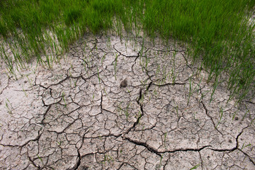 Drought in rice fields, Concept drought.
