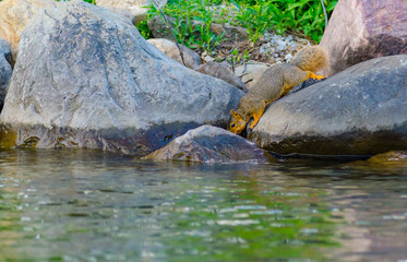 An eastern fox squirrel stretching to get a drink of water from Lake Maxinkuckee in Culver, Indiana