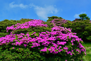 鶴見岳のミヤマキリシマ
