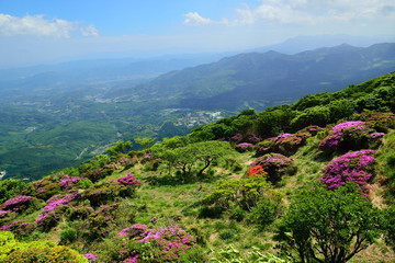 Naklejka premium 鶴見岳のミヤマキリシマ