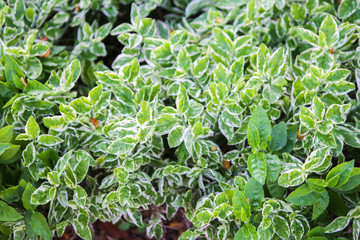 Ornamental plants