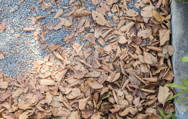 Leaves on the ground