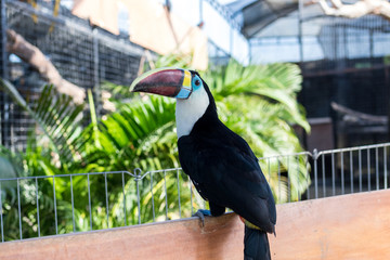 Keel-billed Toucan, Ramphastos sulfuratus, bird with big bill. Toucan sitting on the branch in the park of Bali island, Indonesia.