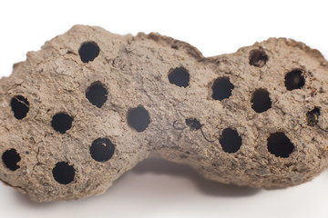 wasp nest isolated white