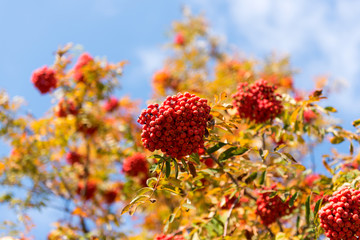 Clusters of red ashberry
