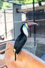 Keel-billed Toucan, Ramphastos sulfuratus, bird with big bill. Toucan sitting on the branch in the park of Bali island, Indonesia.