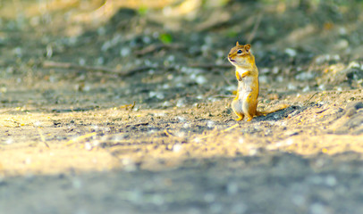 A chipmunk, with a mouthful of berries, stands still in an attempt not to be noticed