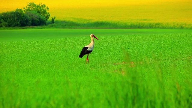 One white stork in green grass. Close up stork walking along green field. Bird looking food on green grass meadow. Stork takes off from field. White stork flying over field