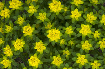 Pattern from yellow colors