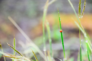 The Peak of life with sun ray along the ground. 