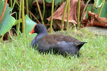 オーストラリアの野鳥、セイケイ