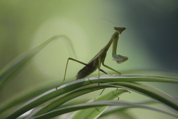 Close up Insect Mantis in Natur