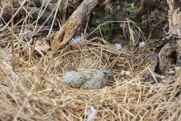 Seagull eggs in nest on Anacapa Island in Channel Islands National Park, California.