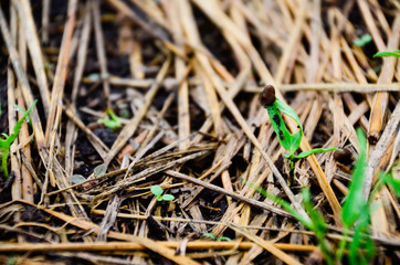 The Peak of soy been on ground keep going on light.