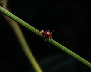 Red ant on leaf