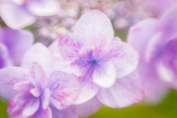 Fototapeta na wymiar Pink Flower Laced with Blue