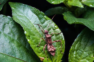 Top view of brown grasshopper on green leaf