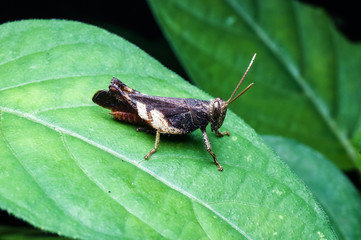 Brown grasshopper standing on green leaf