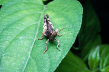 Brown grasshopper standing on green leaf
