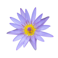 Isolate purple lotus flower