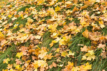 Background of autumn leaves on grass