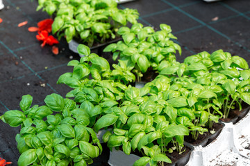 Fresh Basil, vegetables and fruits on the counter of the grocery store in the German city street