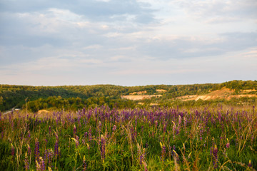 Field of wild Lupinus on the hill, commonly known as lupin or lupine